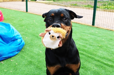 Happy pet hogster egel roze