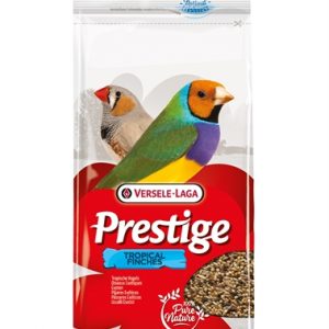 Prestige tropische vogel